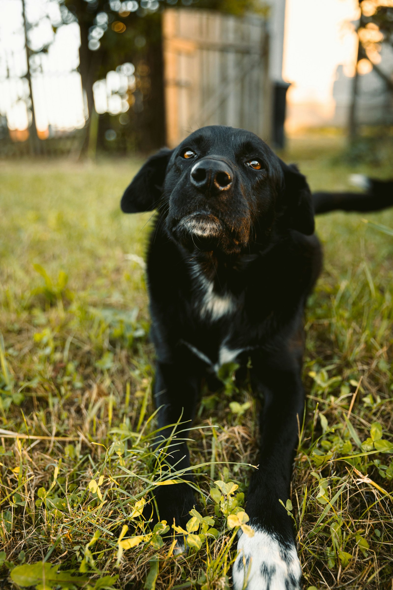 Obesity in Pets