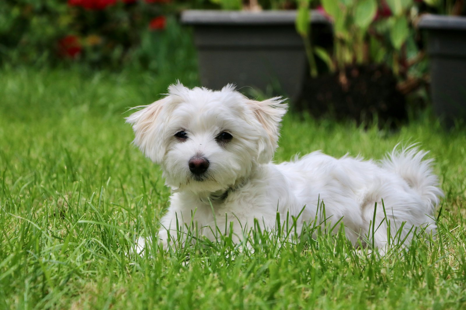 Dog Exercising