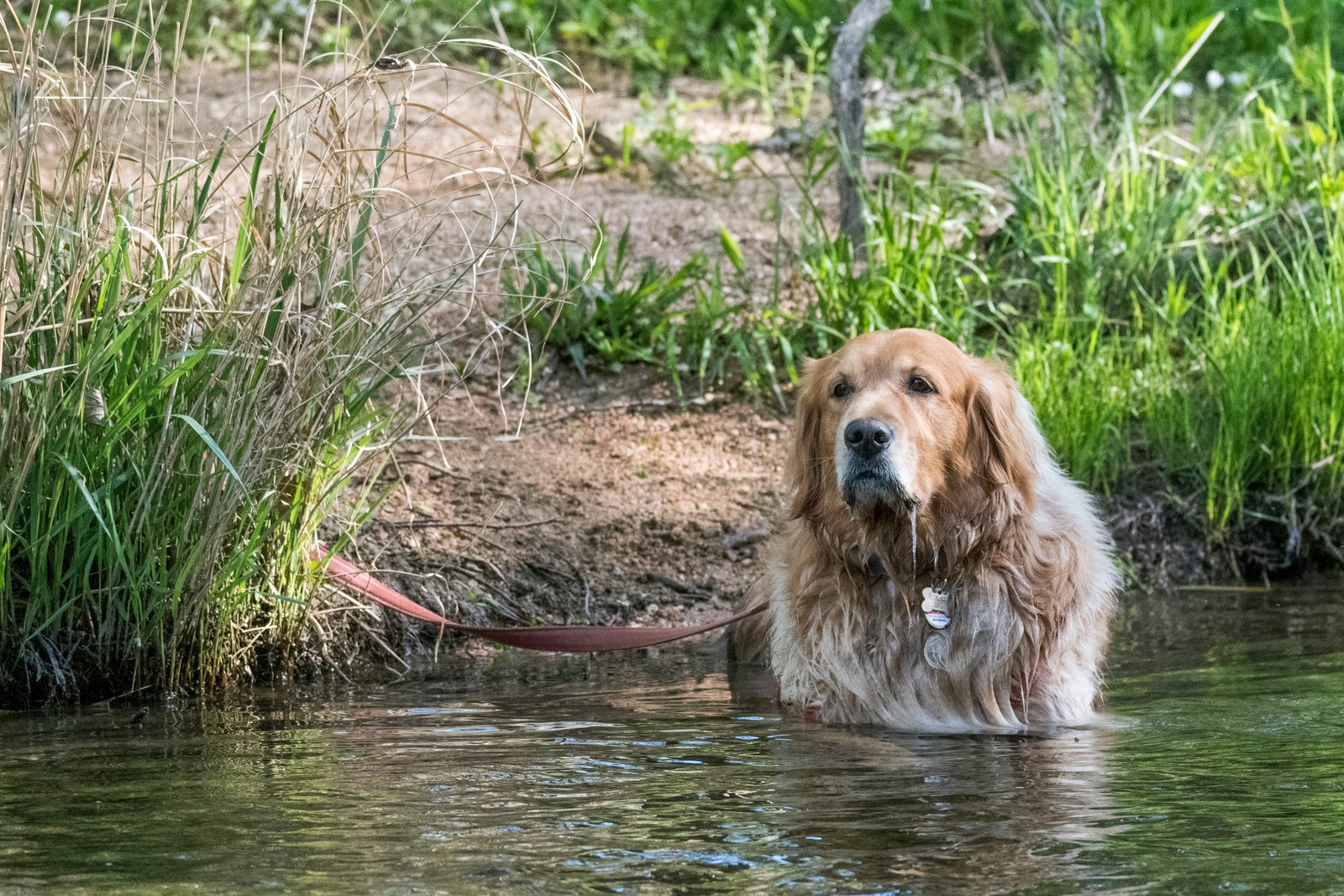 Pet being treated for allergies