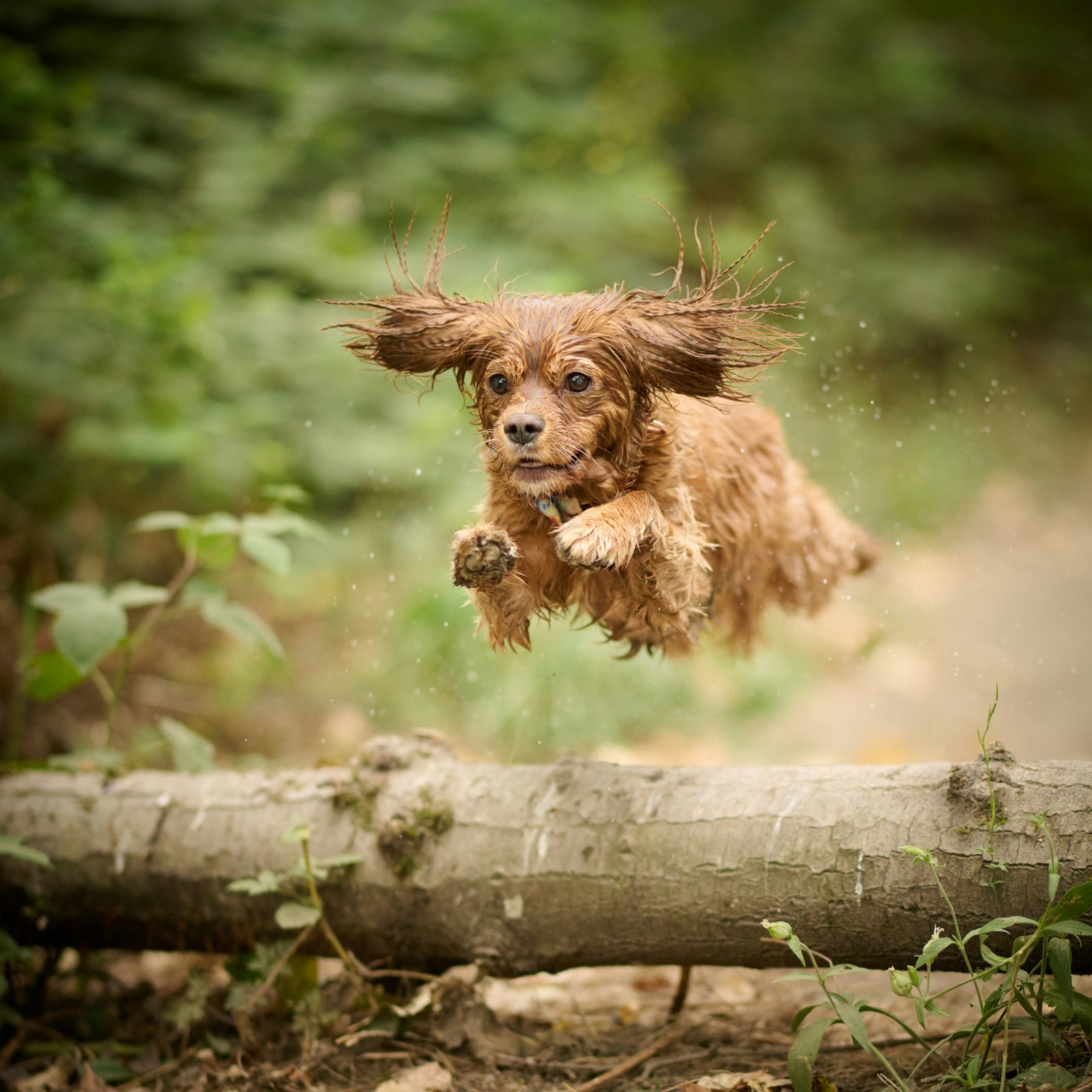 Dental Disease in Pets