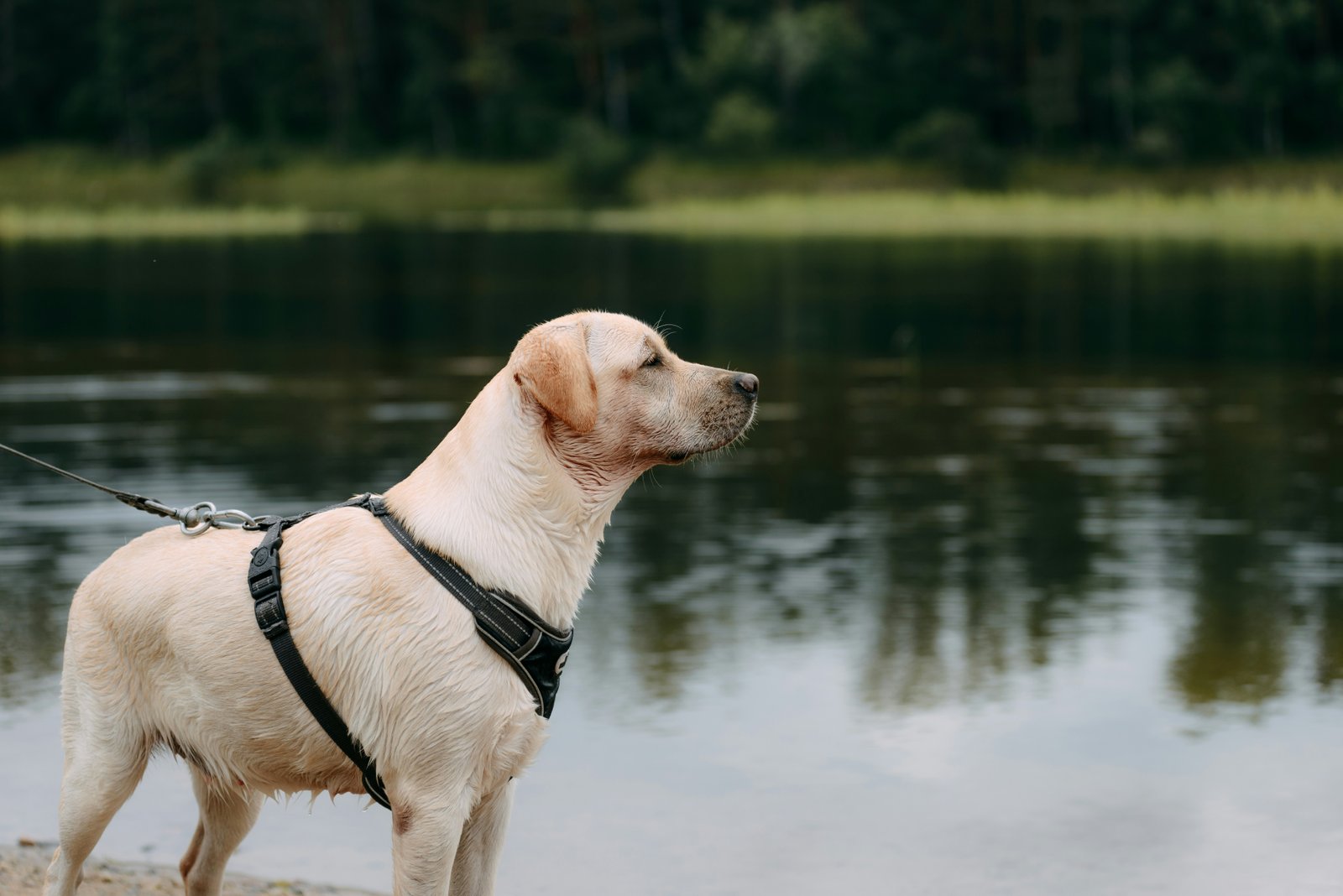 Obese dog example