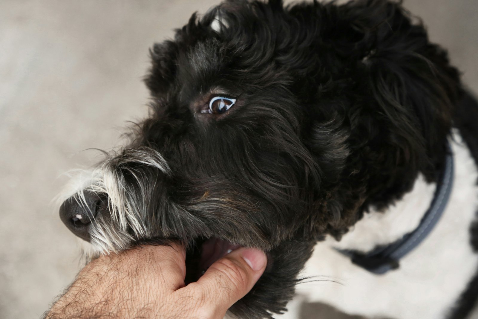 Pet receiving a vaccine