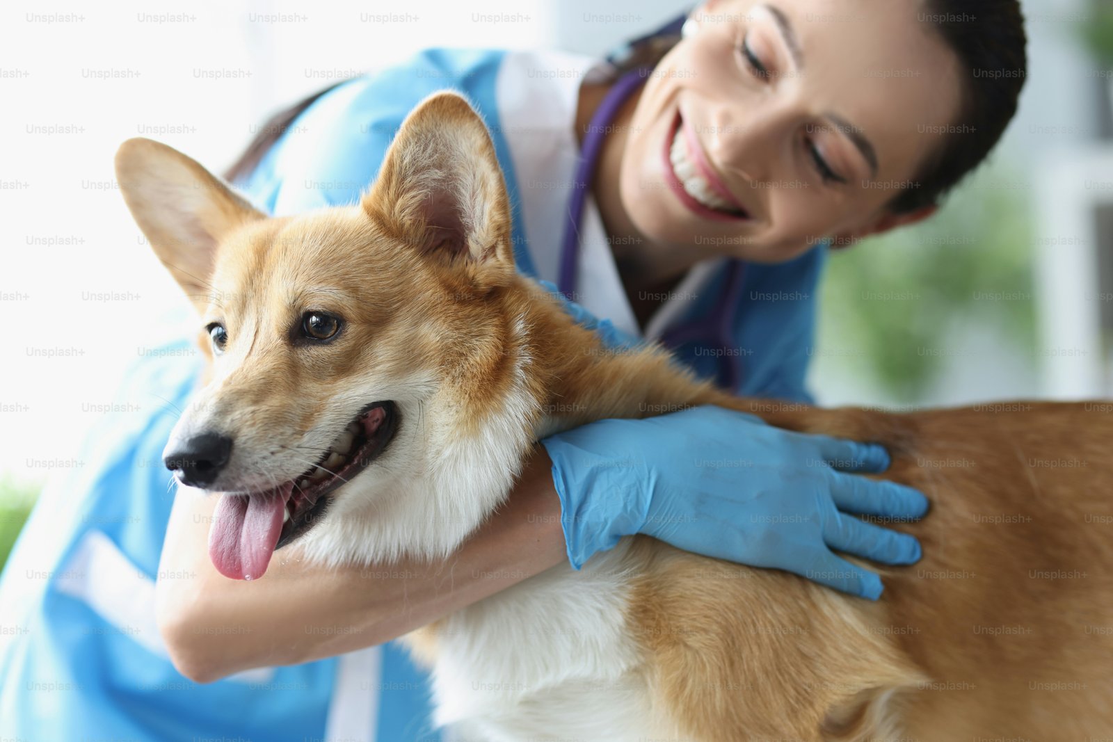 Dog with Heartworm Disease